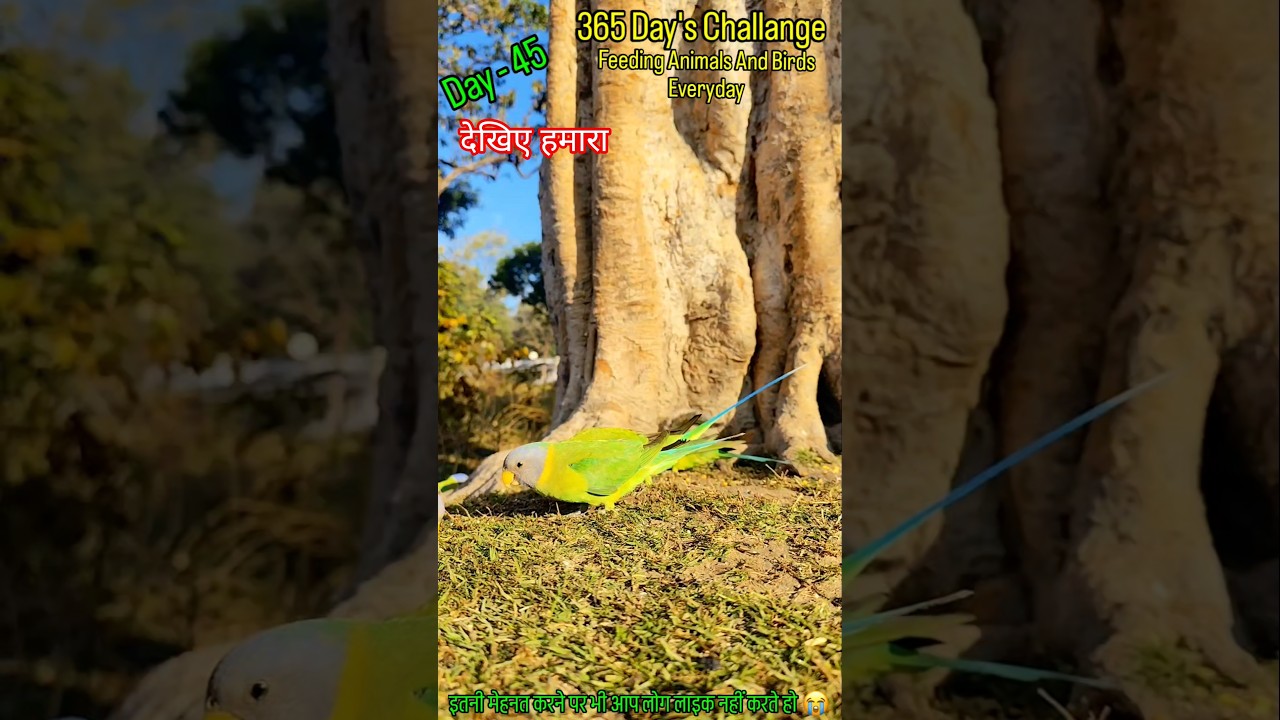 365 Day's Challange, Day -45 #feedingbirds #animals #daily #nature #ekmotahathighumechala #viral