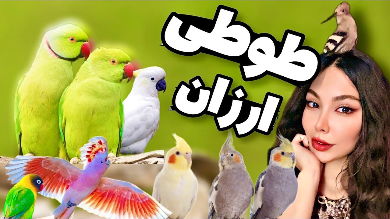 کف قیمت پرنده خانگی و طوطی سانان😍 Funny Birds Bazar, Parrot,Cockatiel, Cacado,