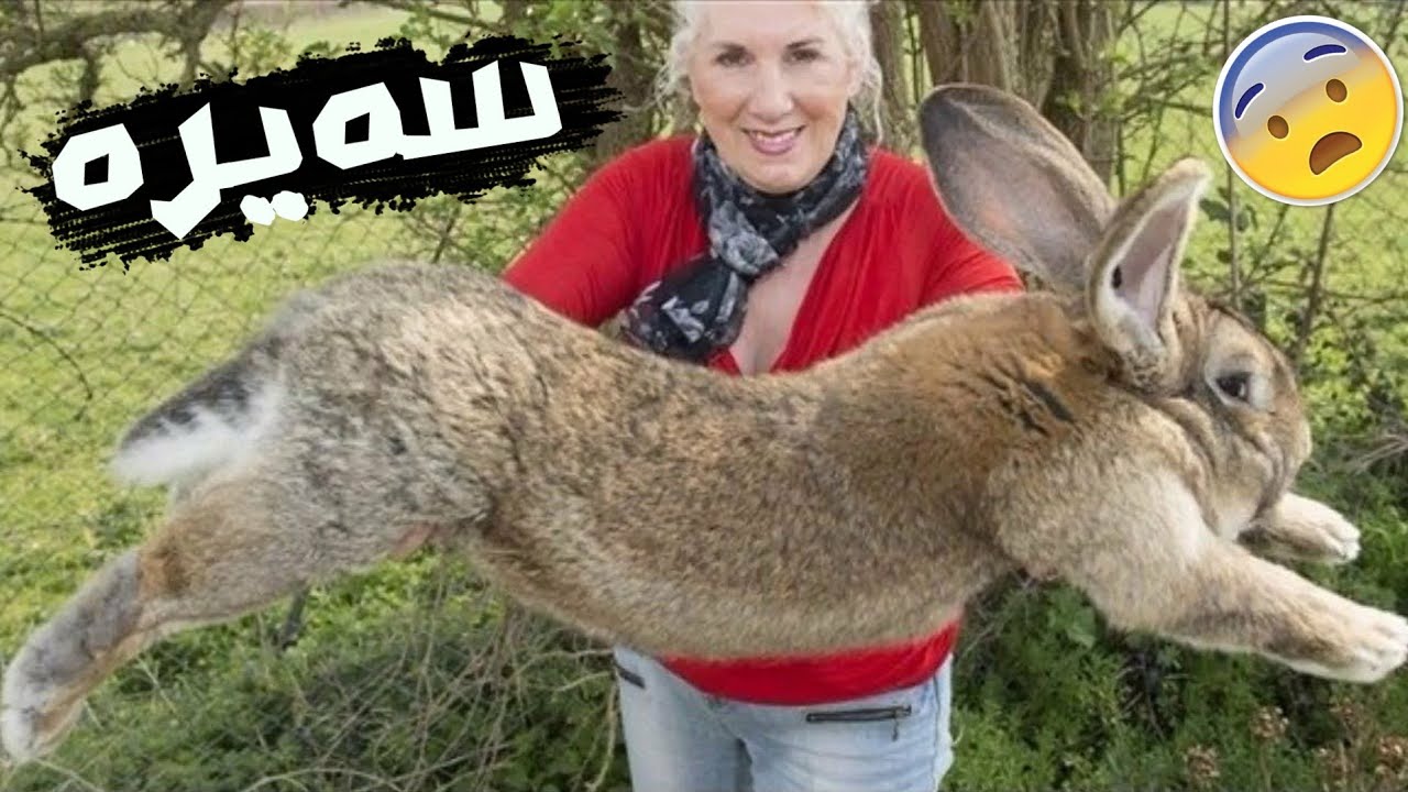 گەورەترین گیانەوەرەکانی سەر ڕووی زەوی..!! بەبینینیان تووشی شۆک دەبیت!!