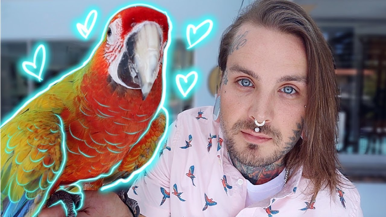 Very Scared Catalina Macaw Rescue Update! And parrot loves his shower perch!
