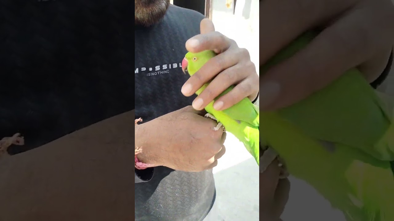 Aaj sat par aaya ek tota #video #parrot #pat #cat #parrottalking #parrotlover 