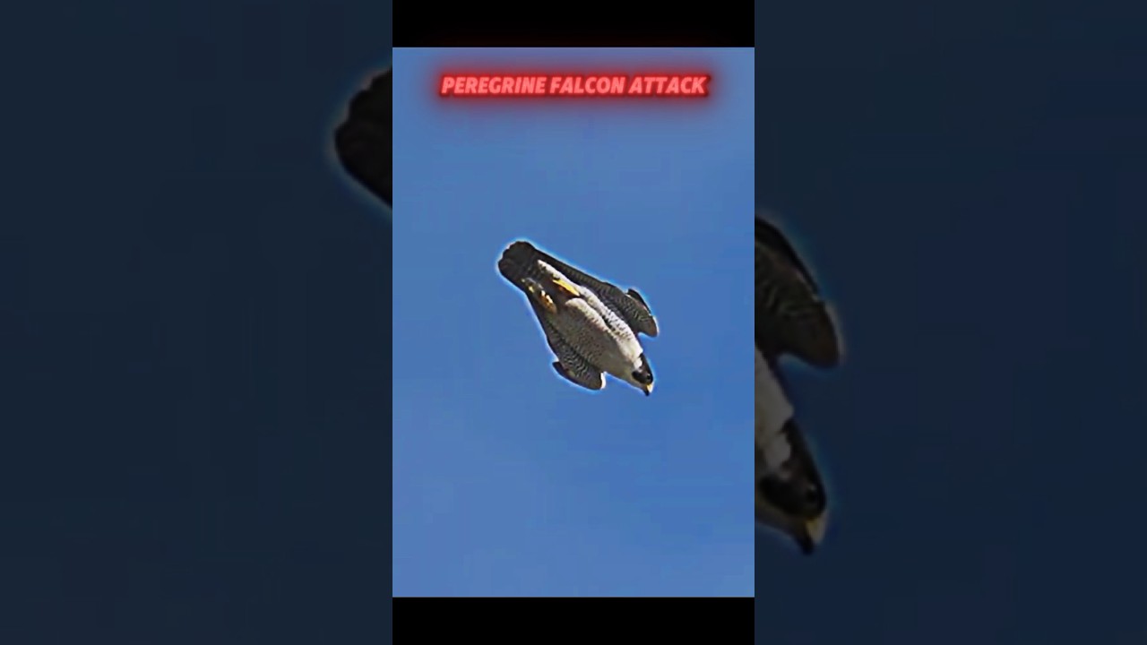 Peregrine falcon attacks pigeon #trending #viralvideo #animals #birds#peregrinefalcon#falcon#pigeon