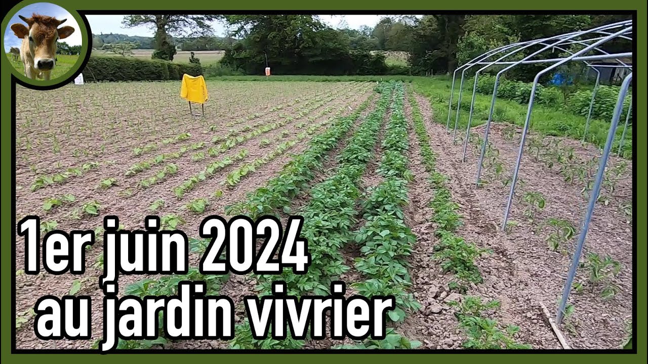 Juliette est malade 🤒 Charlotte ! Au secours ! 🥔 Suivi de culture au jardin vivrier 01.06.24