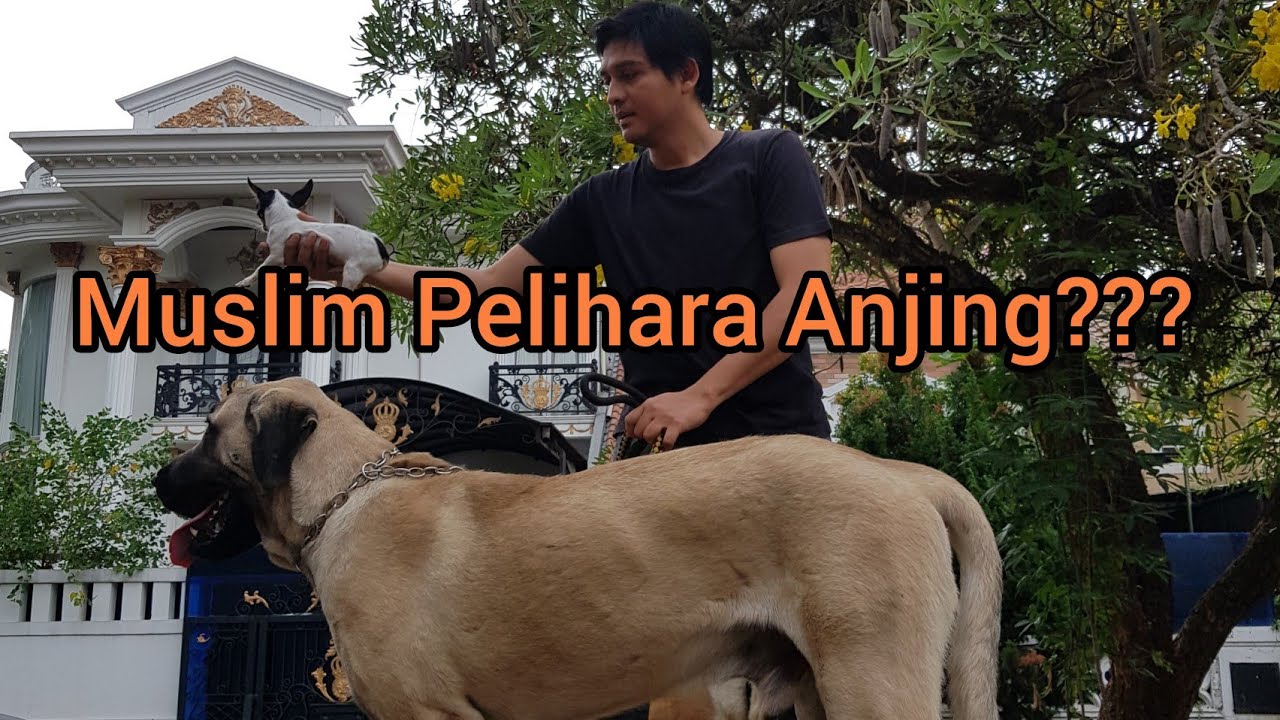 Membasuh Liur Anjing