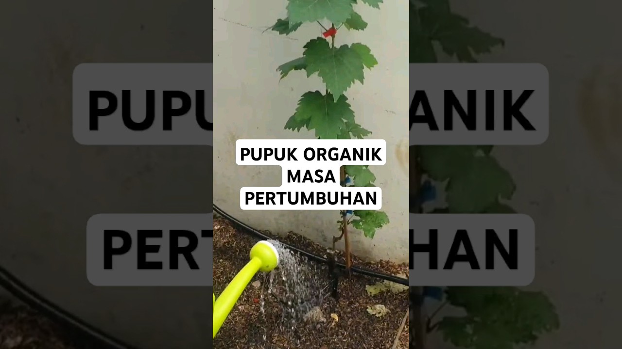 Pupuk Organik masa pertumbuhan tanaman anggur #berkebun #anggurimpor #fruit #organik #organic