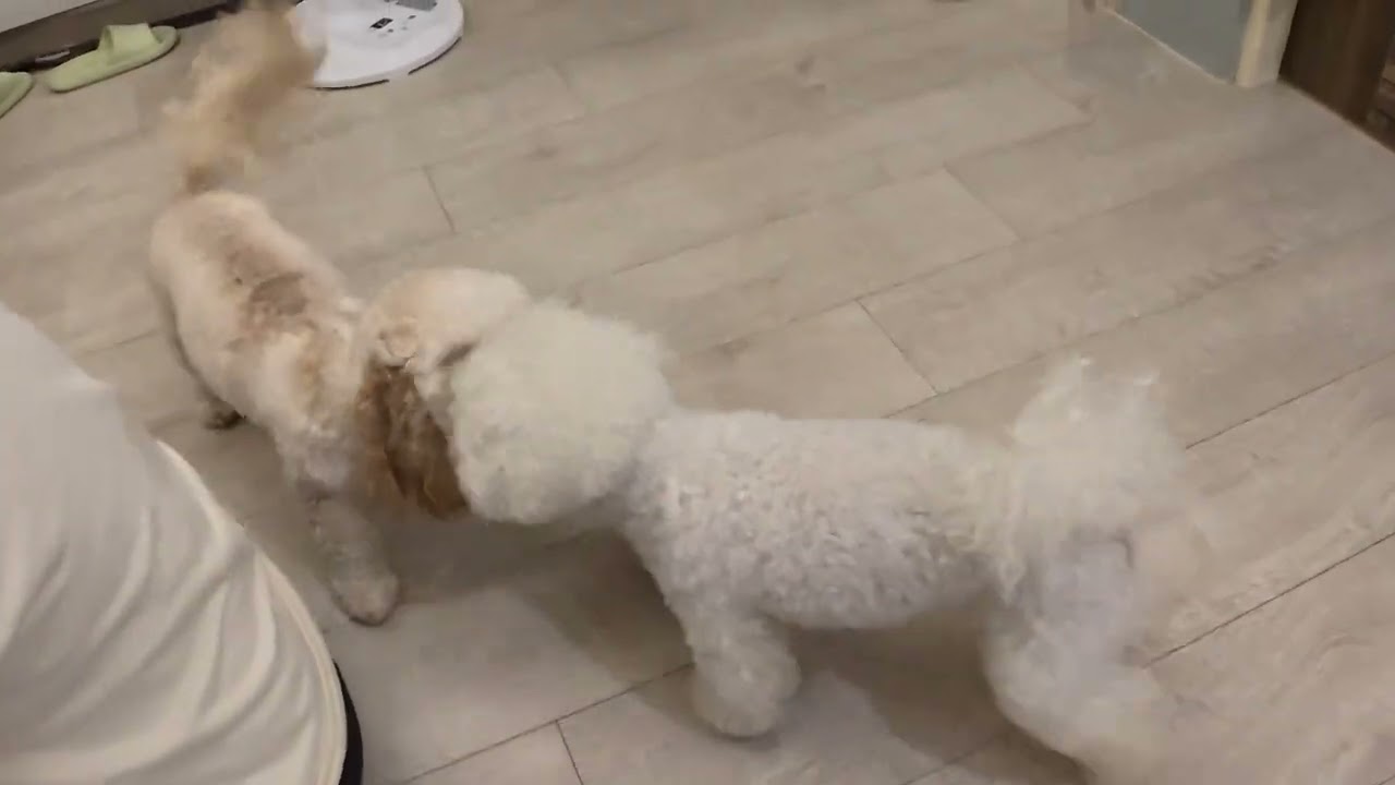 Capella & Petite 玩耍 2025/9/24