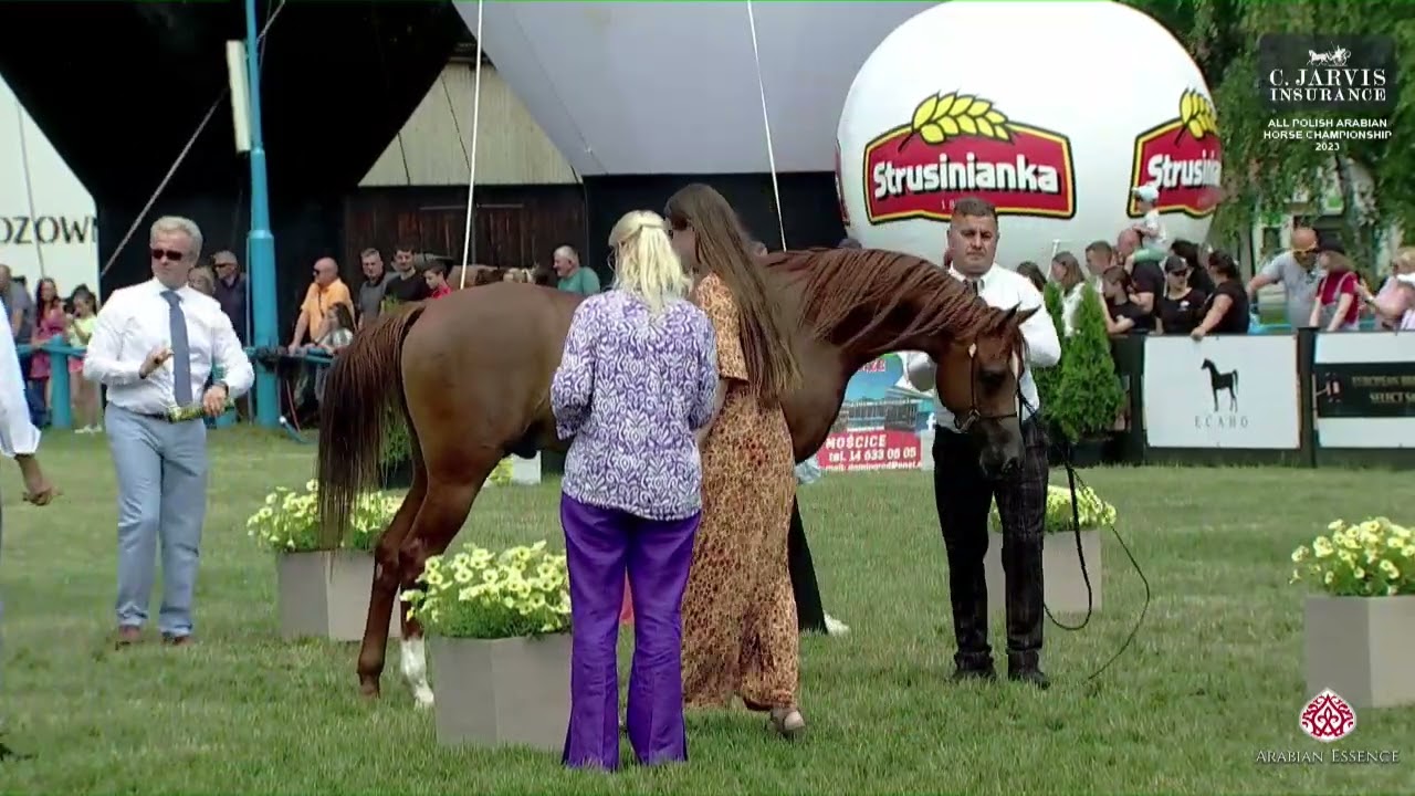 N 101 CHICAGO   All Polish Arabian Horse Championship   Stallions 4 6 Years Old Class 12