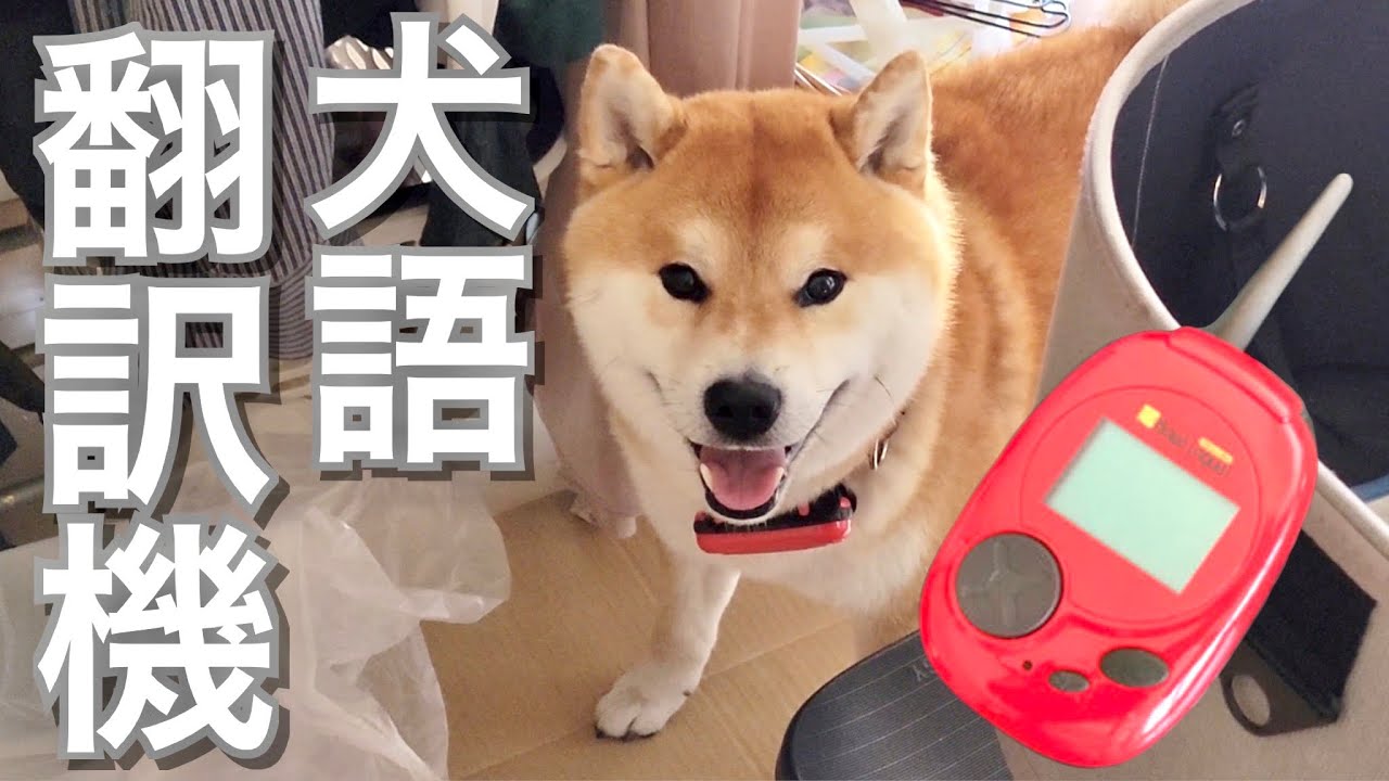 柴犬にバウリンガルを使ったら衝撃の言葉が表示され消沈するパパ