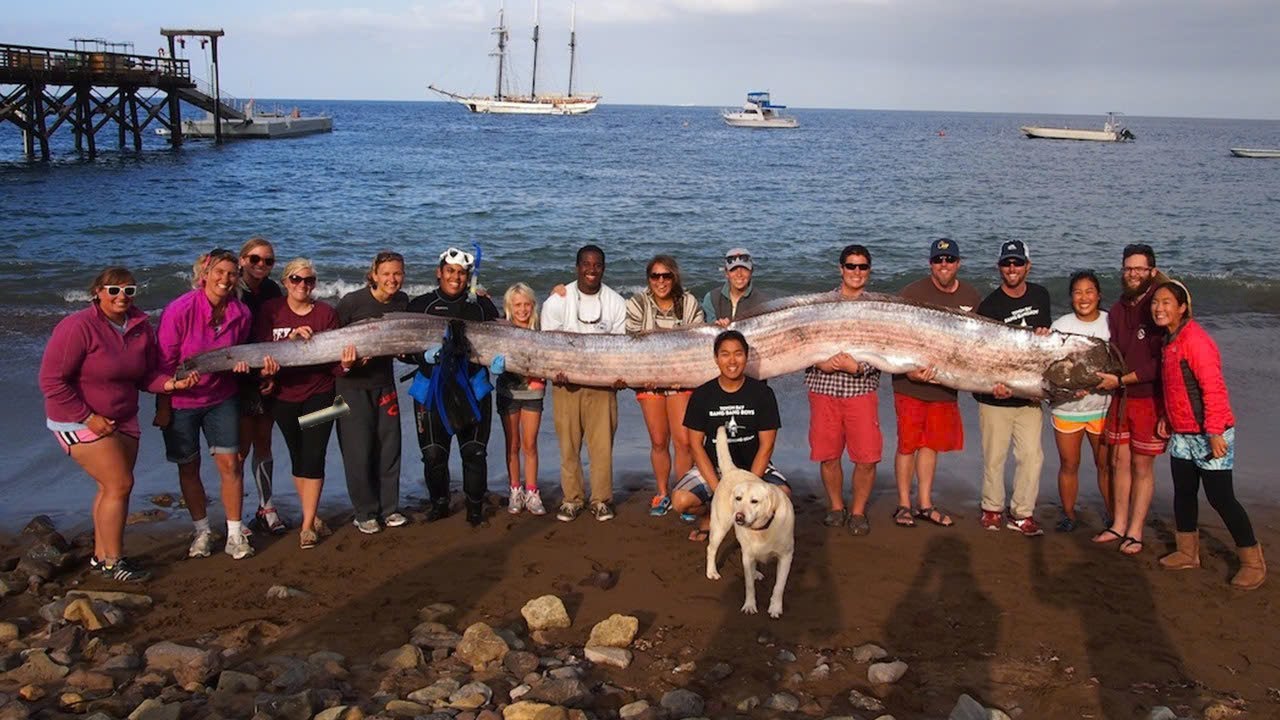 OAR FISH – Fishermen hunt giant creature that predicts tsunamis in the strangest way.