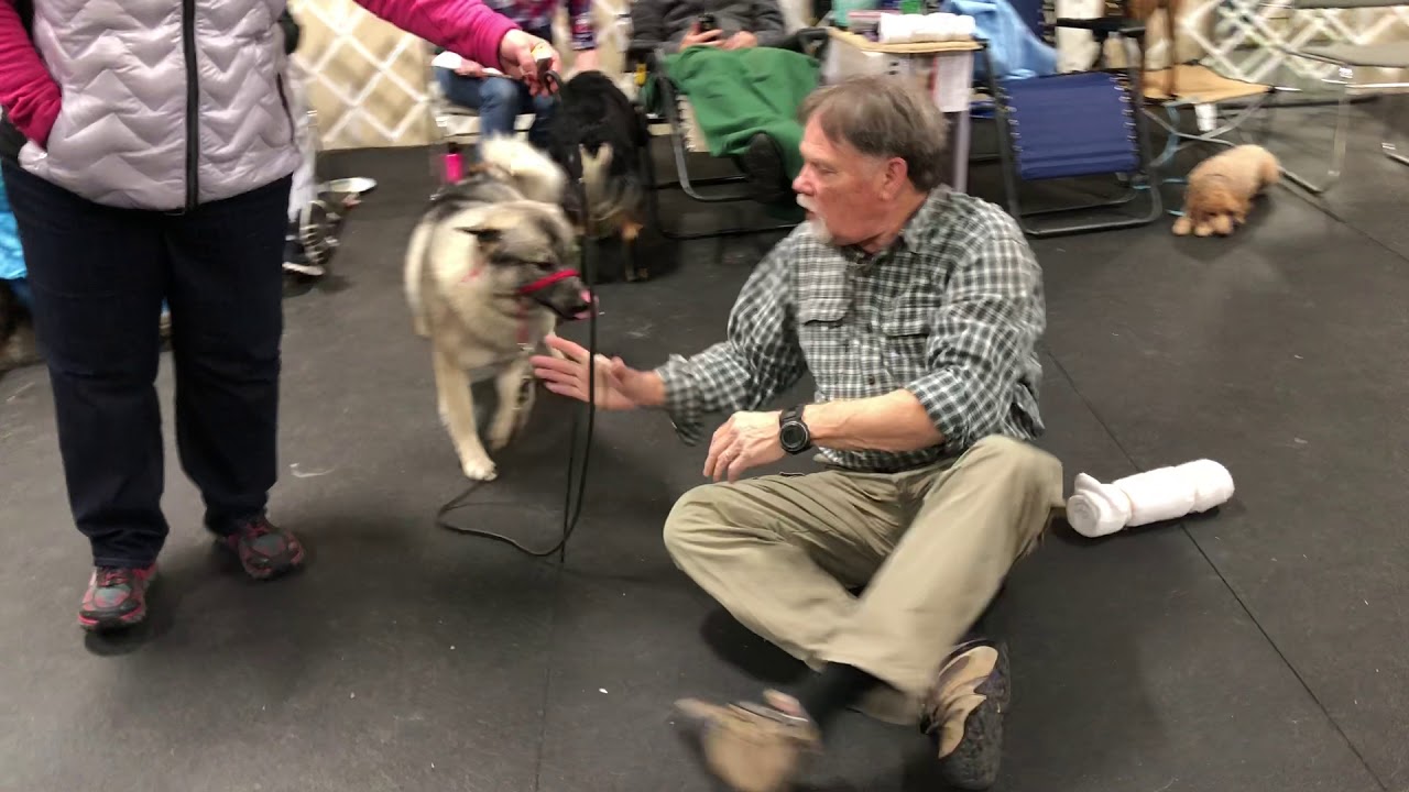 Elkhound - light obsessive.