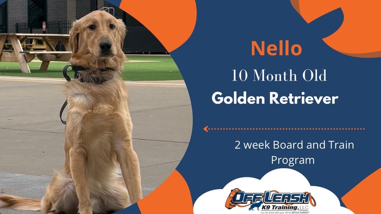 St. Louis Dog Trainers - 10 Month Old Golden Retriever 