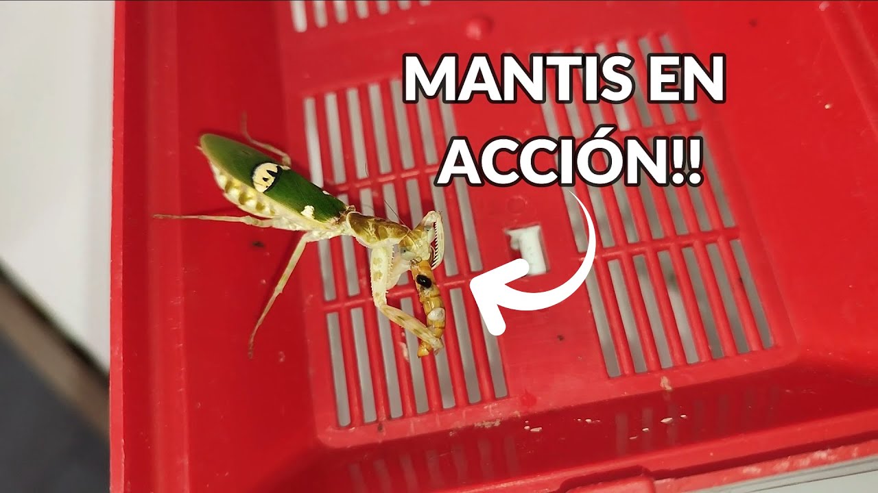 CUIDADOS DE LAS MANTIS como mascota | Guía definitiva