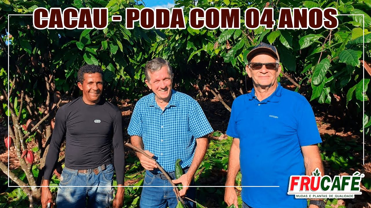 Como Fazer a Poda de Produção e Manutenção no Cacau, Corretamente?
