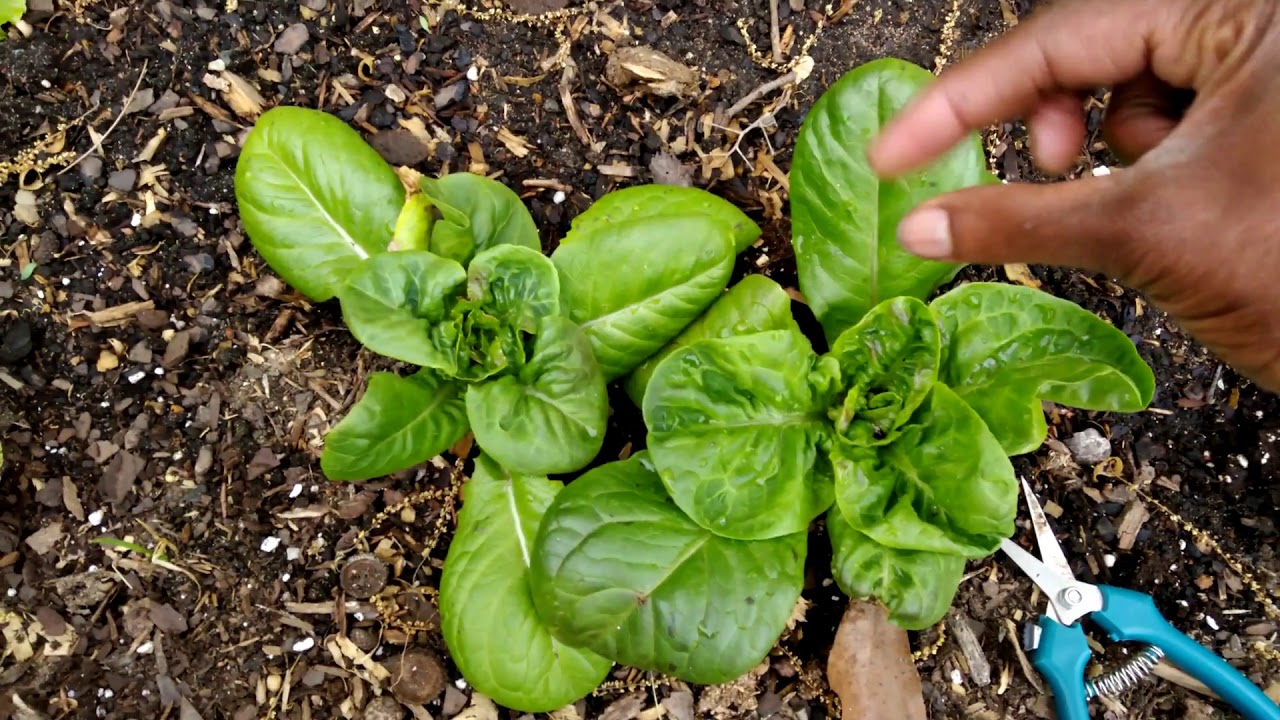 How to Harvest Buttercrunch Lettuce