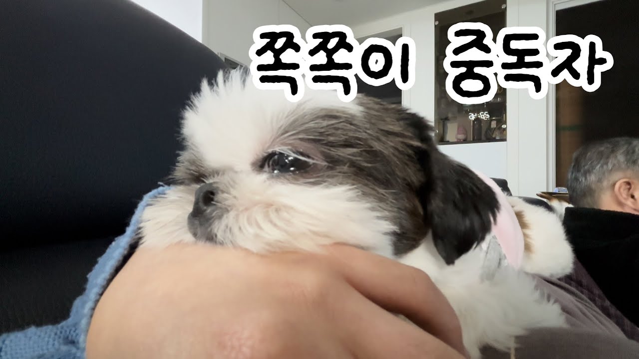 초코의 쪽쪽이 하루