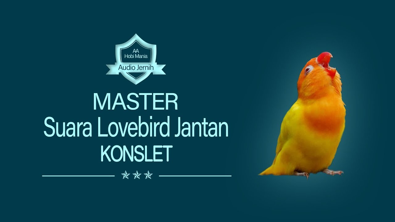 MASTER Lovebird Jantan Konslet