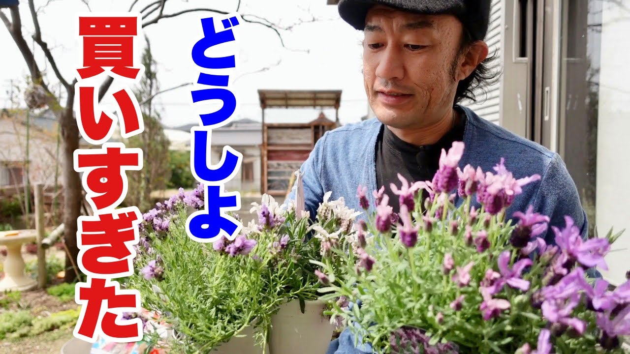沢山のラベンダーが我が家にやってきた【園芸超人カーメン君】