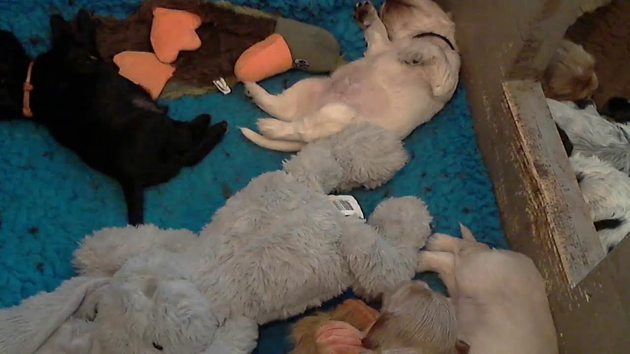 De pups  van  Elsa