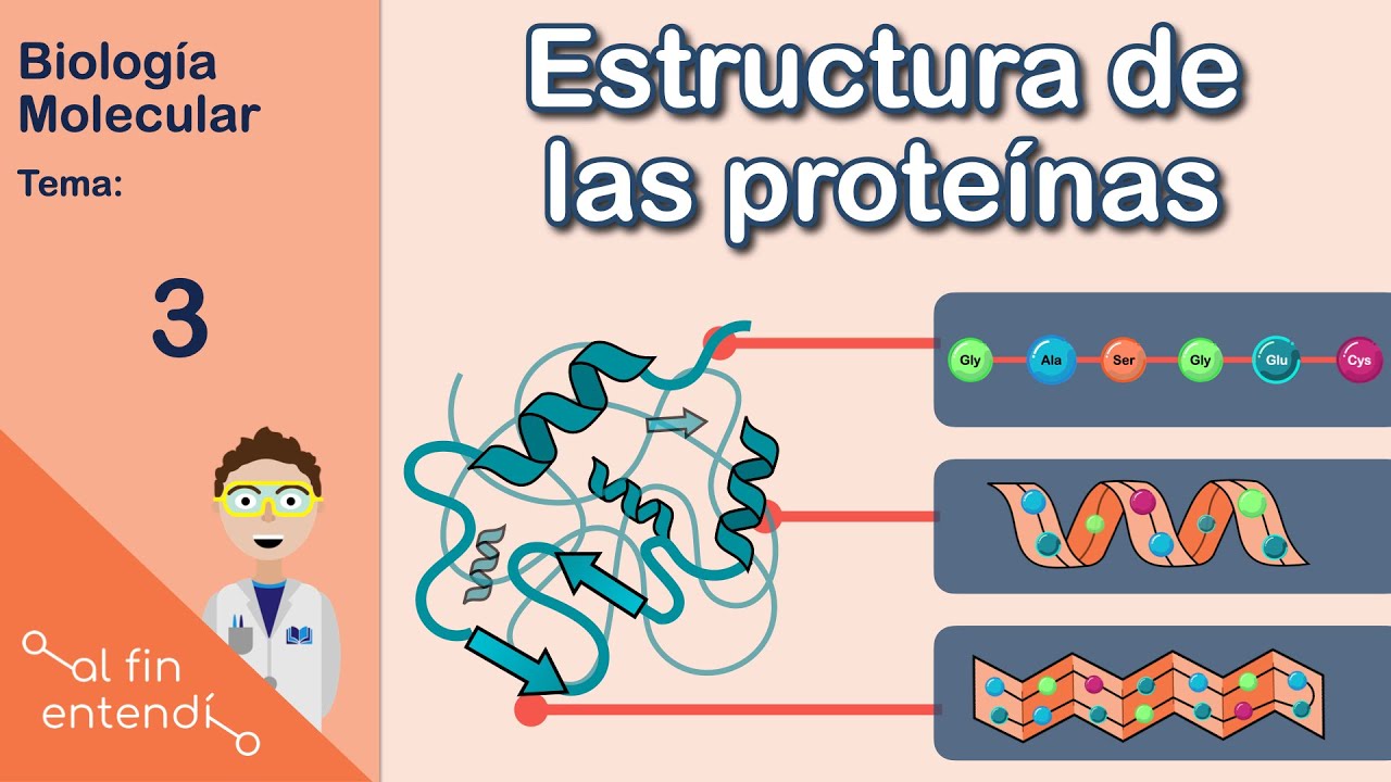 Estructura de las proteínas y enlaces que la estabilizan. Al fin entendí: Biología molecular