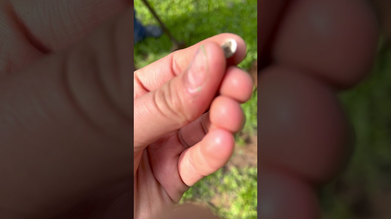יצאתי לחפש עם גלאי מתכות והבן שלי בגן ארועים נטוש!