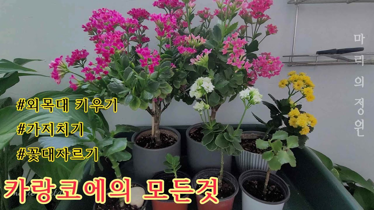 카랑코에&칼란디바 외목대로 키우는 방법, 물주는방법, 가지치기, 삽목하는 방법