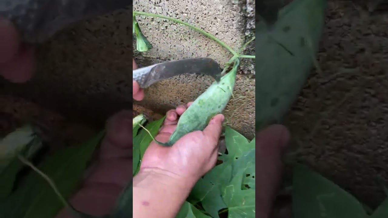 Golden mango melon cutting process- Good tools and machinery can increase work efficiency