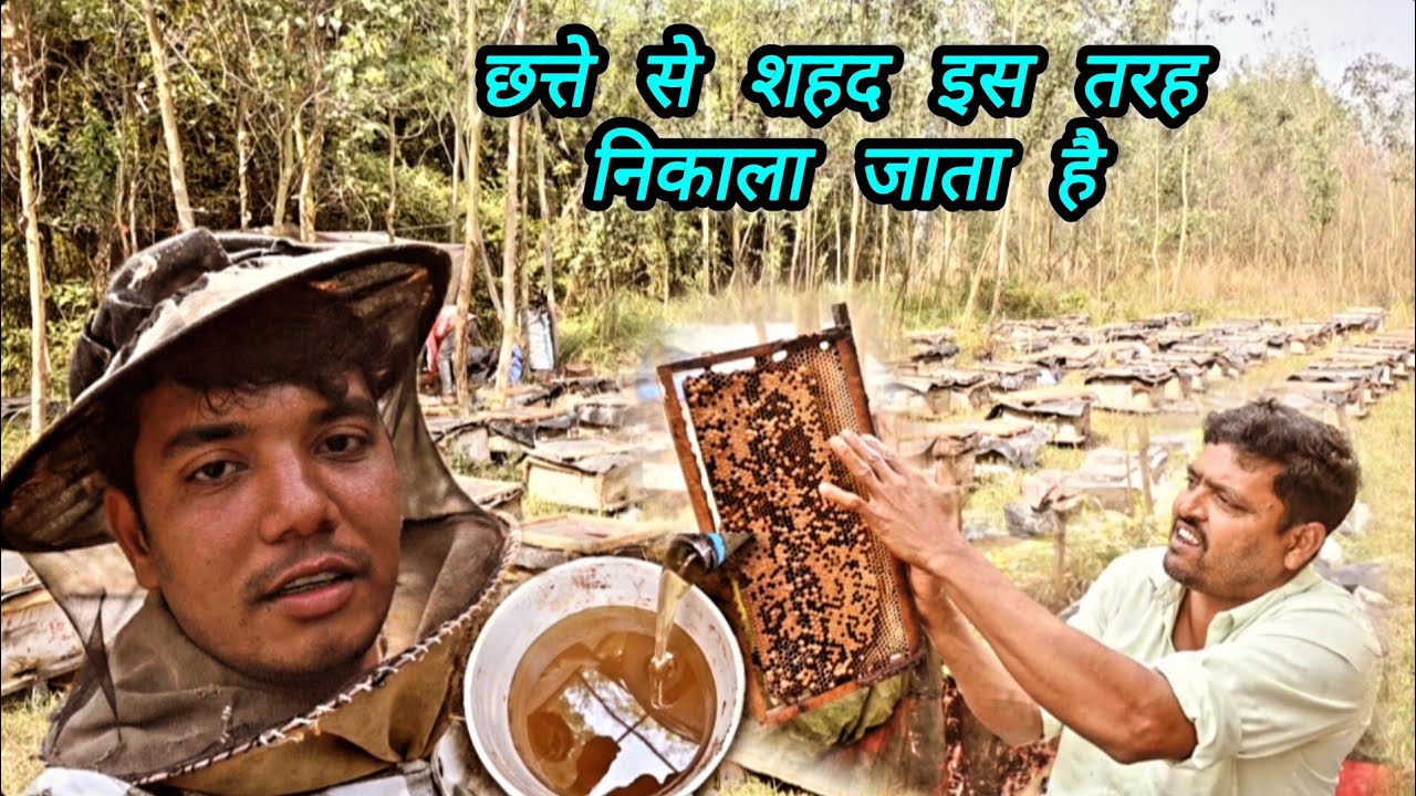 छत्ते से शहद इस तरह निकाला जाता है kisan vlogs #madhumakkhi #vlog 