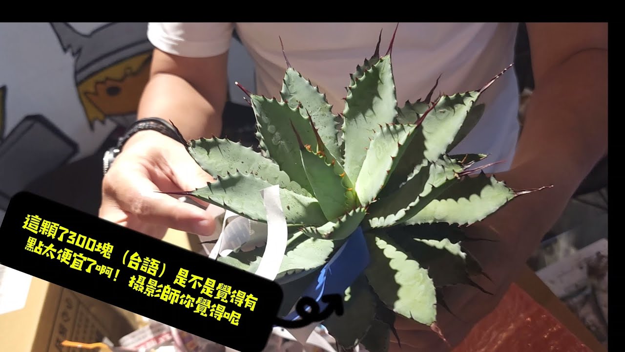 十弄十號陳命哥快速開箱-瘋植物 龍舌蘭 嚴龍 多種龍舌蘭開箱 潮盆 介紹講解