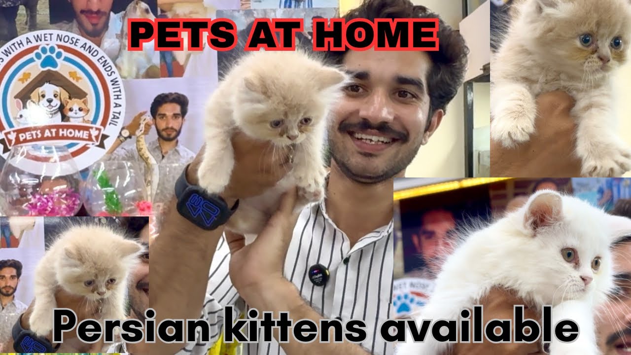 Pets at home | Good quality persian kittens available in very affordable | Grab as soon as possible 