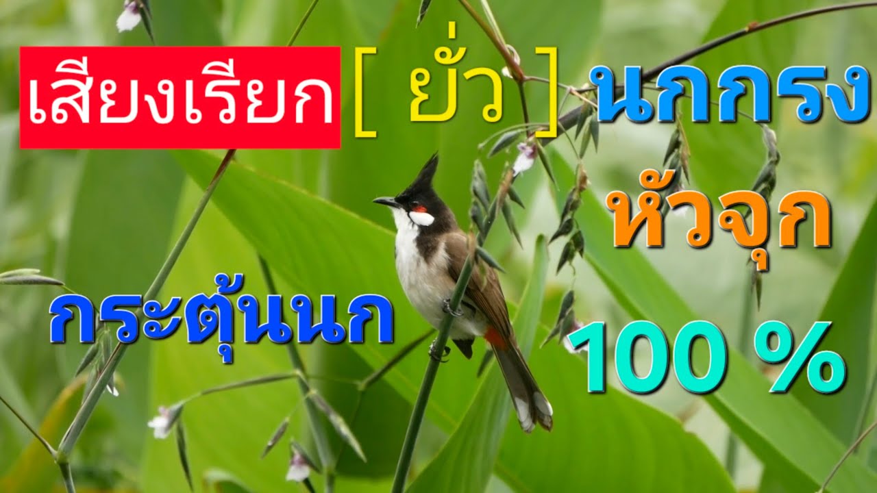 เสียงเรียก!! เสียงนกกรงหัวจุก ยั่วให้นกคึก เสียงนกกรงหัวจุก 