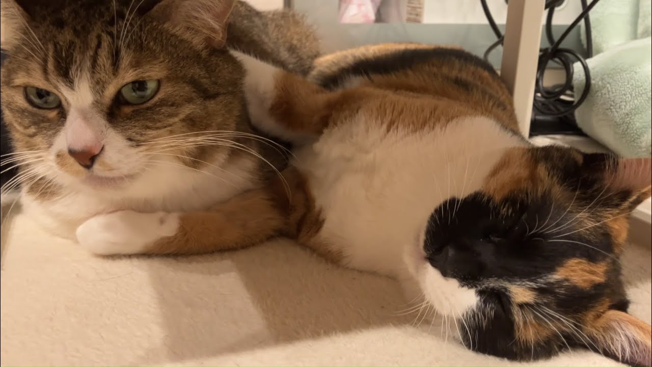 【保護猫】大好きなわら姐をハグしながら寝る『たの』