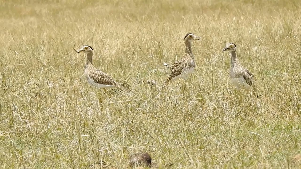 EL ALCARAVAN VENEZOLANO (Burhinus bistriatus)/Double-striped thick-knee (Burhinus bistriatus)