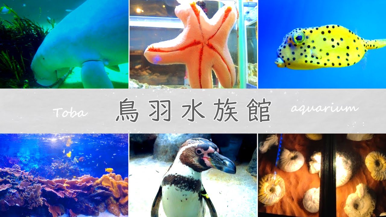 #58 【徹底解説】来館者の８割が大人!!鳥羽水族館
