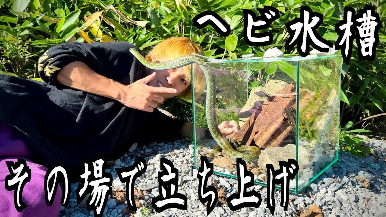 野生のアオダイショウ捕まえてその場にある物だけで