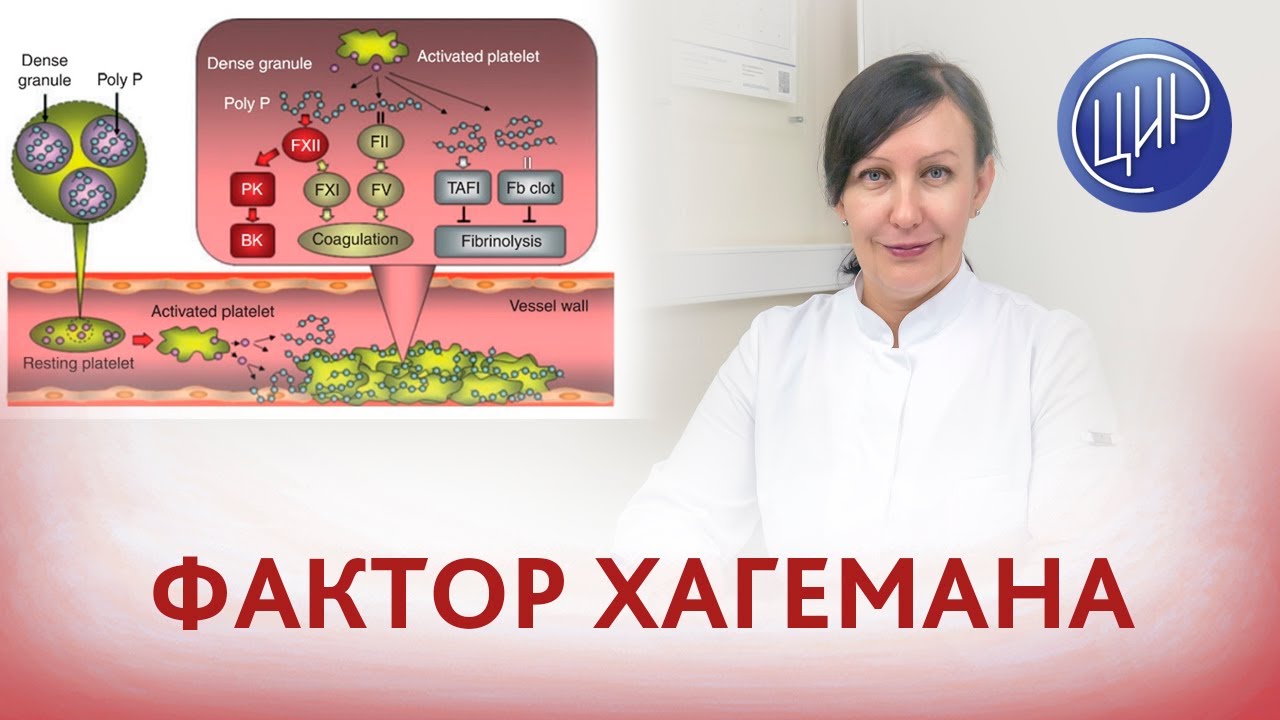 Фактор Хагемана - 12 фактор свёртывания крови.