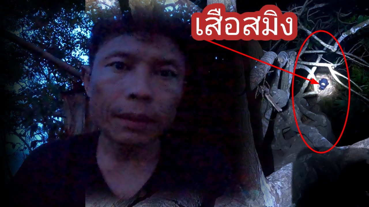 ไปนอนที่ห้างสูงแล้วมีเสือสมิงมารอกินที่ใต้ห้าง