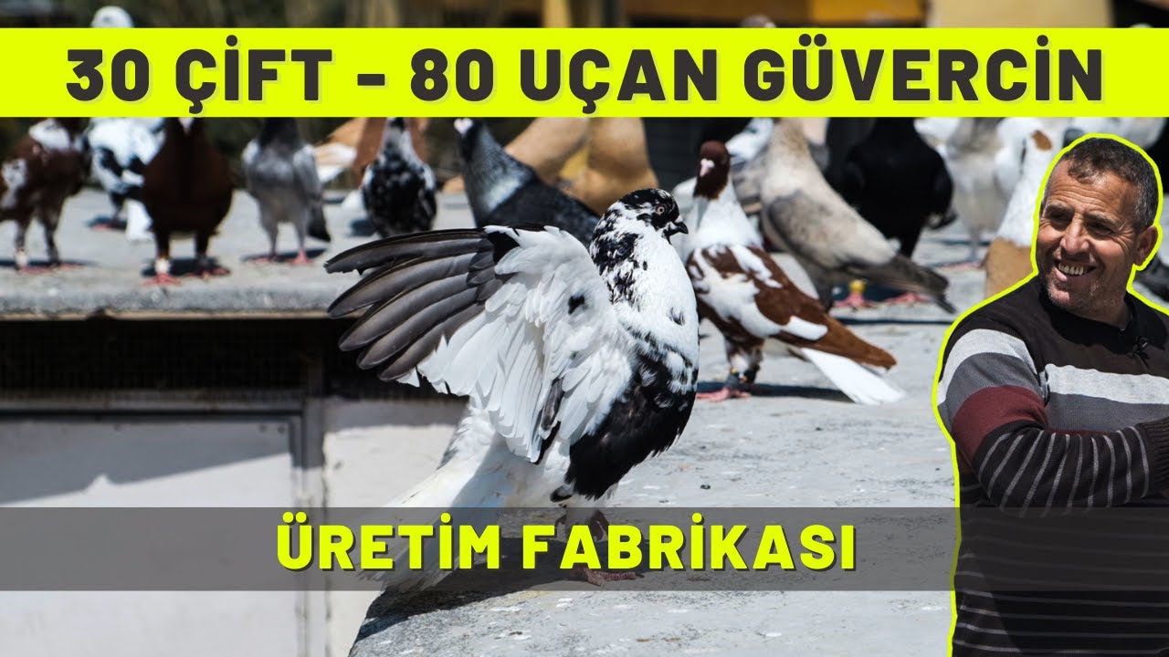 30 ÇİFT 80 UÇAN GÜVERCİN: ÜRETİM FABRİKASI - MERSİN #KGyollarda