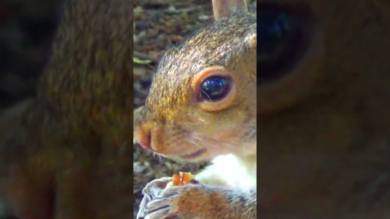 Beautiful Squirrel Snacking on Walnut, Part 2 / Cemetery Wildlife 4K