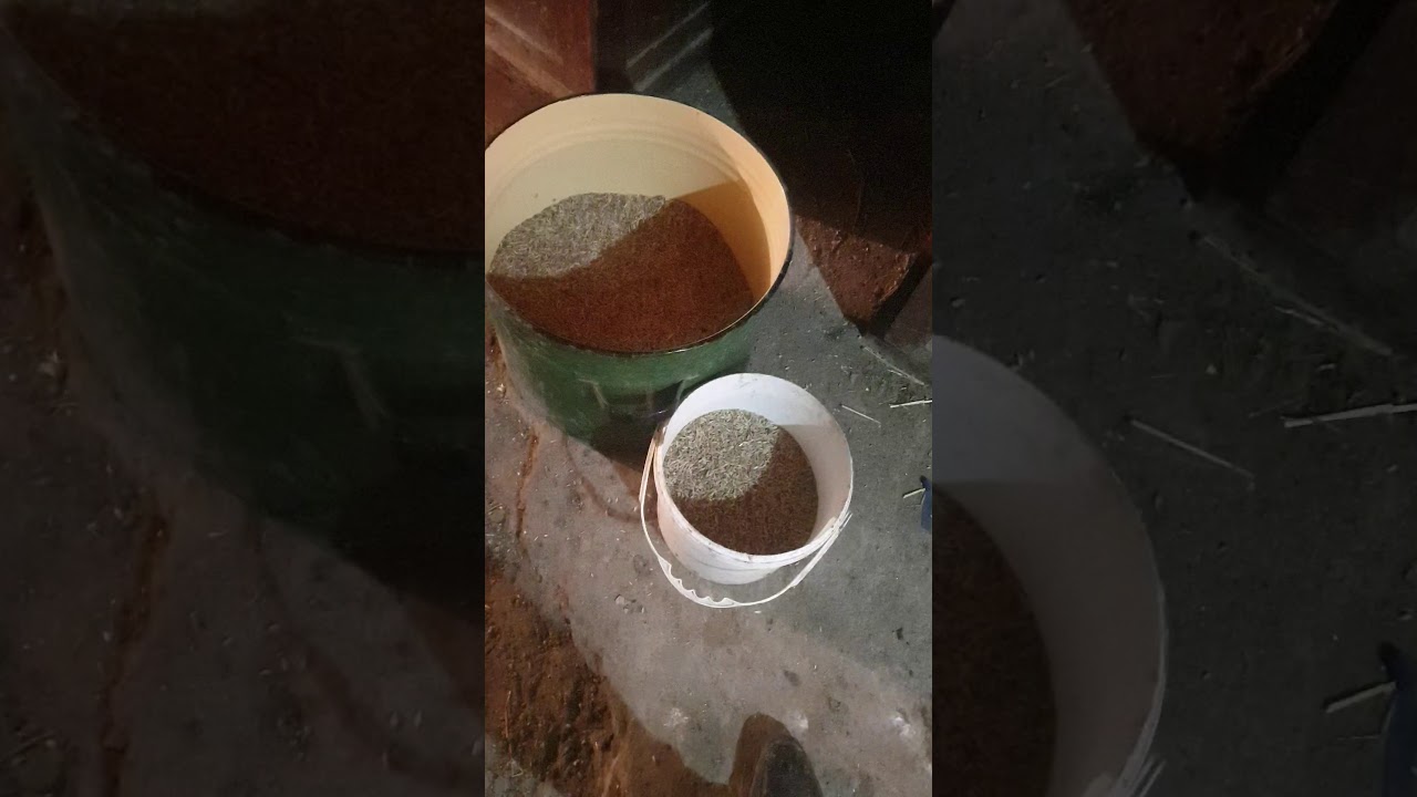 Toyuqlar ucun yem