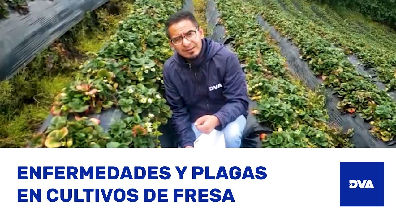 ¿Cómo Identificar TRIPS, BOTRYTIS y ANTRACNOSIS en Cultivos de FRESA 🍓?