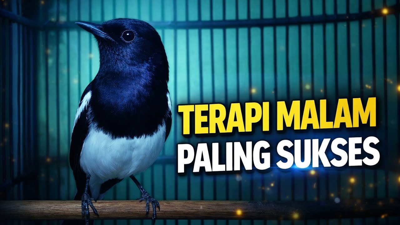 Terapi Kacer malam hari tersukses || jamin Kacer lain ikutan nyaut