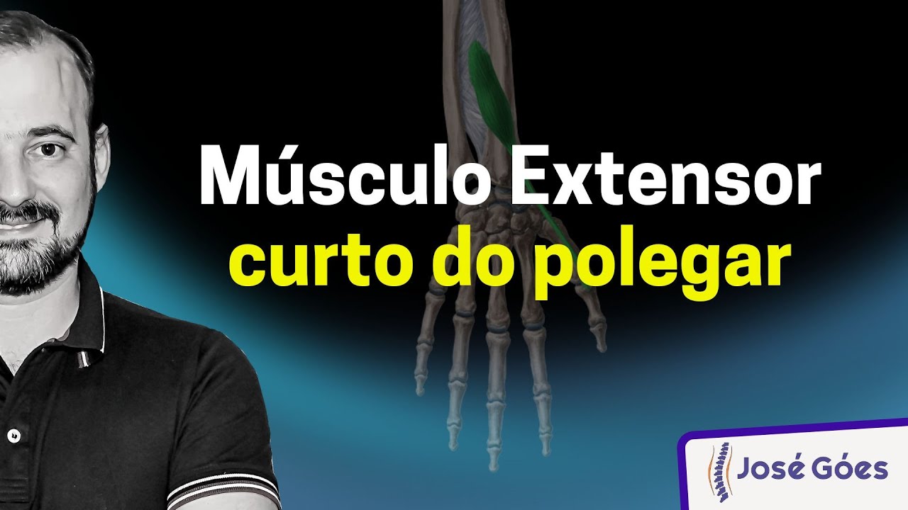 Músculo extensor curto do polegar | José Góes