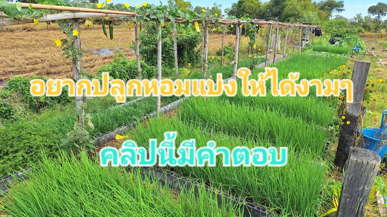 ปลูกหอมแบ่ง ยังไงให้งามสุดๆ