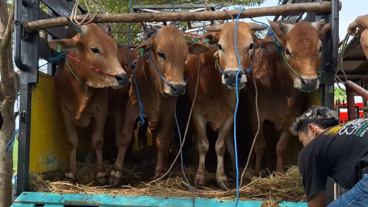 PROSES PENURUNAN SAPI QURBAN LEMBU MUDA DOA IBU CIREBON‼️