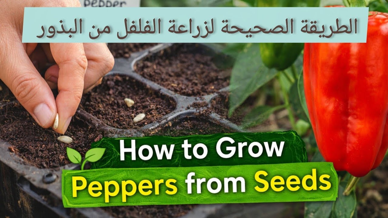 الطريقة الصحيحة لزراعة الفلفل من البذور خطوة بخطوة 🌶️ | How to Grow Peppers from Seeds