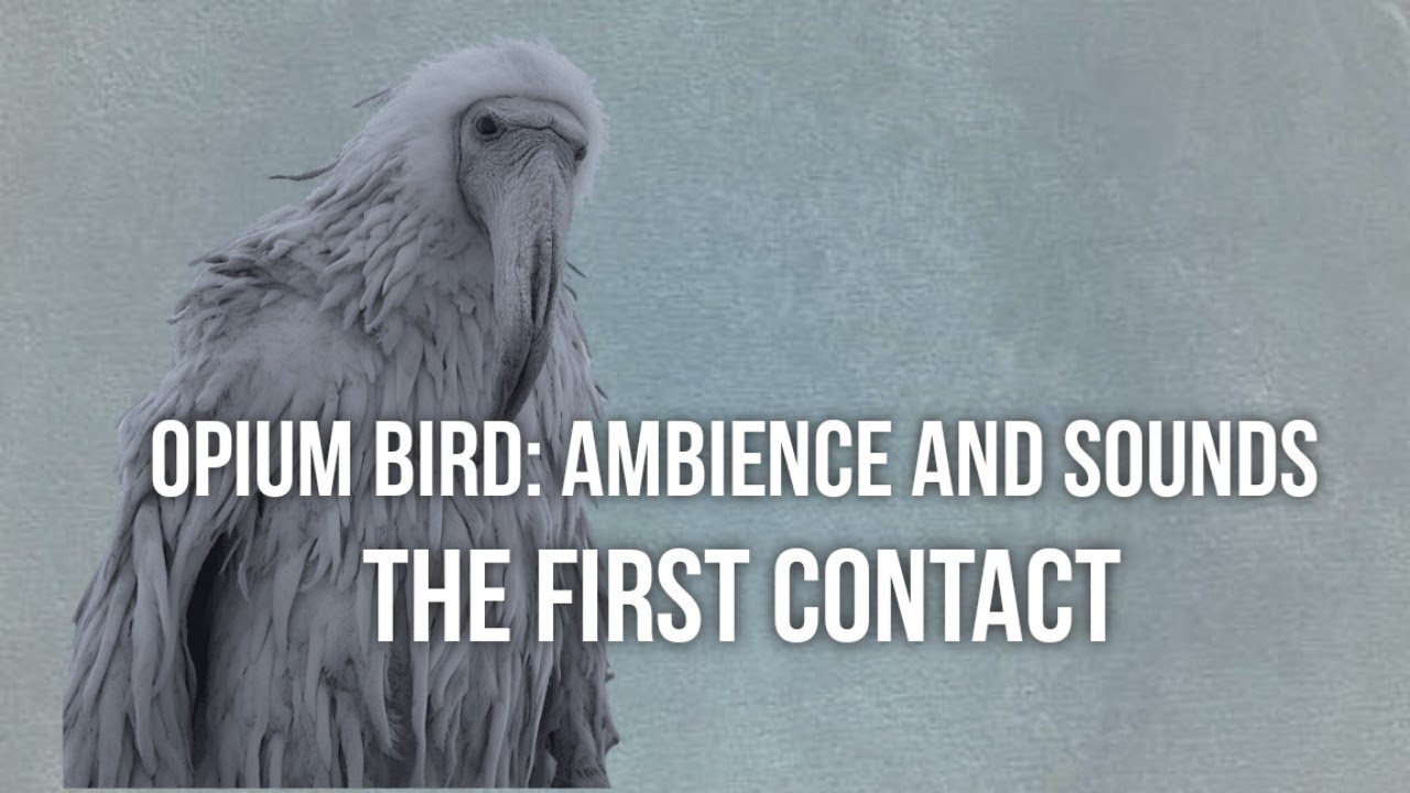 Opium Bird: Lore Documentary | 30 minutes Ambience and Sounds