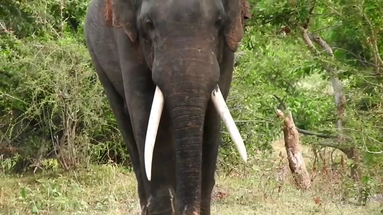 Big Tusker Deegadanthu 2