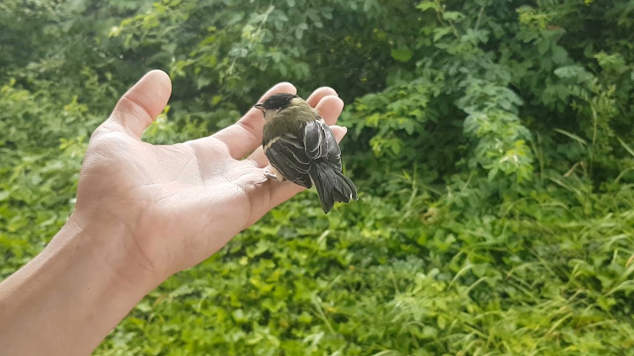 🐦 Junge Kohlmeise fliegt gegen Scheibe | Was ist zu tun?