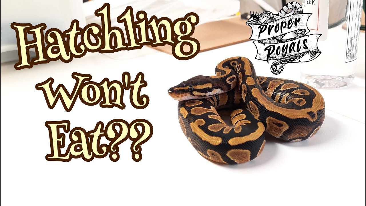 Ball python hatchling won't eat?  I share my experiences.