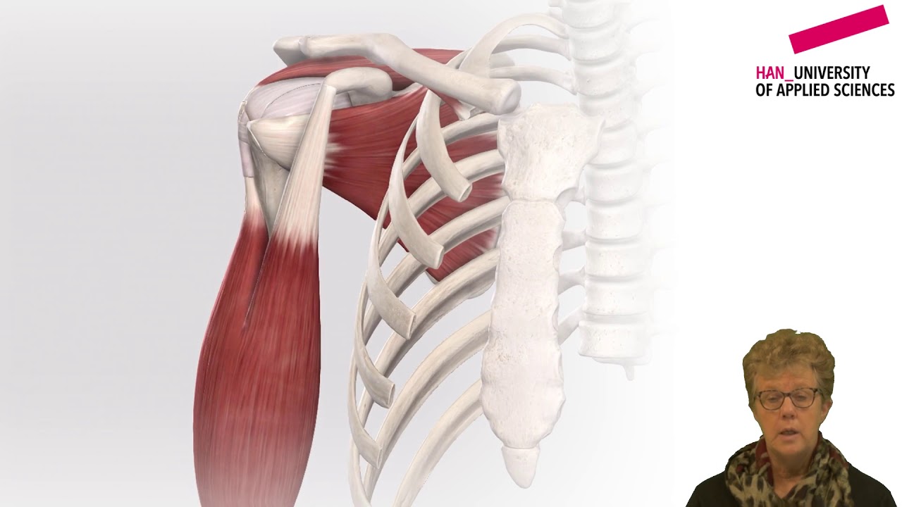 Kennisclip schouder 2